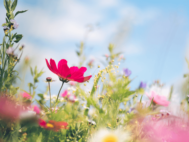 Bunte Wildblumen blühen unter blauem Himmel an einem sonnigen Frühlingstag.